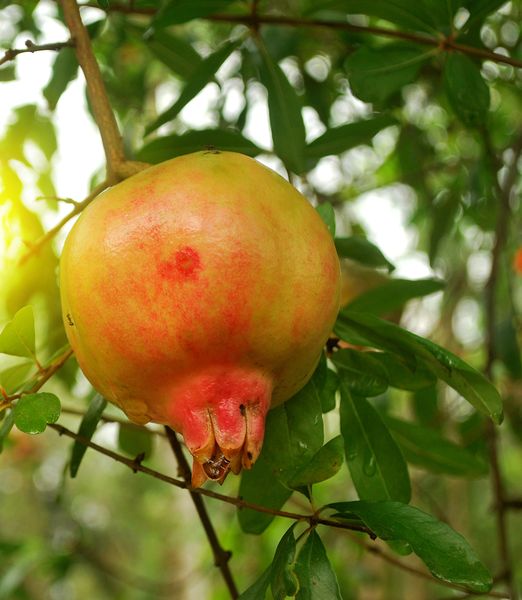 Punica granatum 'Mollar de Elche'